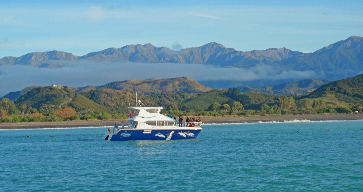 Swim With Dusky Dolphins in Kaikoura