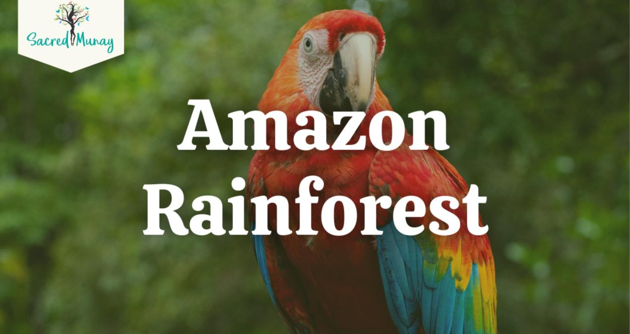 Amazon Rainforest Soothing Sounds